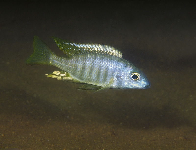 Aulonocara brevinidus 'Nkhomo Reef'